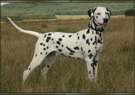 Moafez vom Teutoburger Wald gen. Mo (7 Monate)