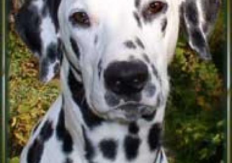 Moafez vom Teutoburger Wald gen. Mo (7 Monate)