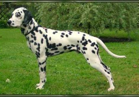 Maceem vom Teutoburger Wald (7 Monate)