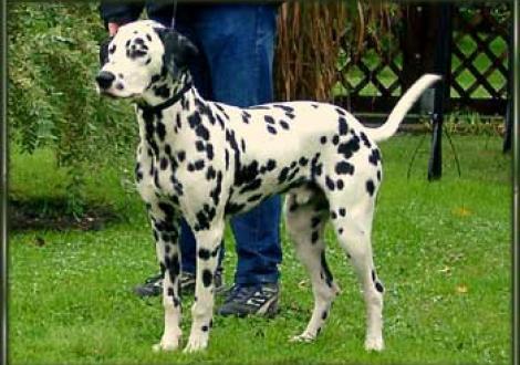 Maceem vom Teutoburger Wald (7 Monate)