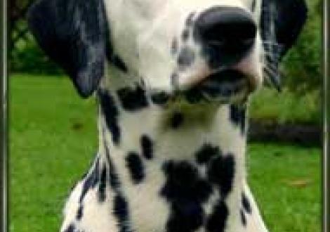 Maceem vom Teutoburger Wald (7 Monate)