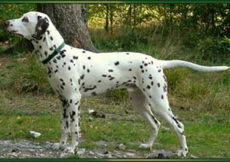 Maycoun vom Teutoburger Wald (7 Monate)