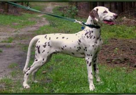 Maycoun vom Teutoburger Wald (5 Monate)