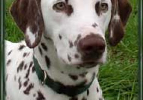 Maycoun vom Teutoburger Wald (7 Monate)