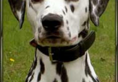 Montazaar vom Teutoburger Wald gen. Maddox (1 1/2 Jahre)