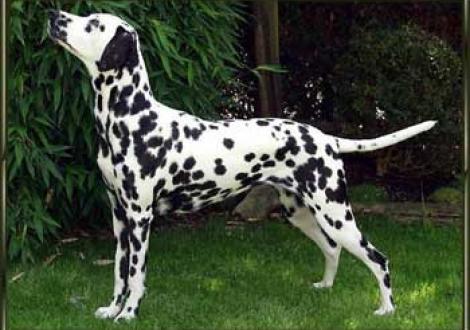 Meela's Montana vom Teutoburger Wald (1 1/2 Jahre )