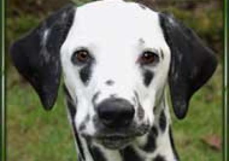 Meela's Montana vom Teutoburger Wald (7 Monate)