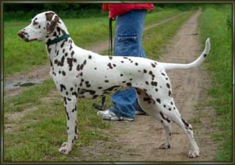 Meela's Moranah-Mahea vom Teutoburger Wald (7 Monate)