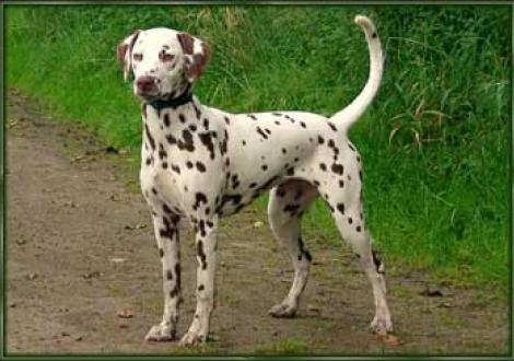 Meela's Moranah-Mahea vom Teutoburger Wald (7 Monate)