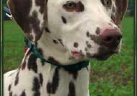 Meela's Moranah-Mahea vom Teutoburger Wald (7 Monate)