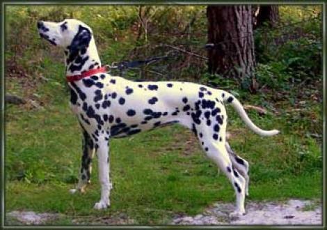 Meela's Majanah vom Teutoburger Wald (6 Monate)