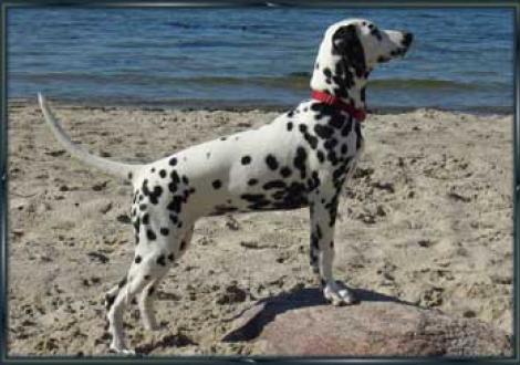 Meela's Majanah vom Teutoburger Wald (4 Monate)