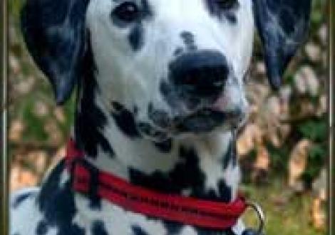 Meela's Majanah vom Teutoburger Wald (6 Monate)