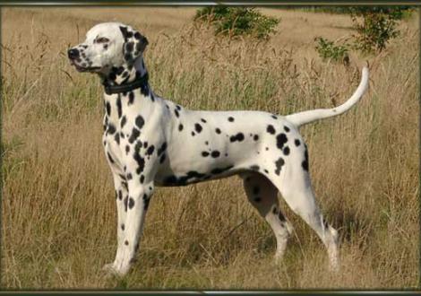 Moafez vom Teutoburger Wald (gen. Mo) 7 Monate alt