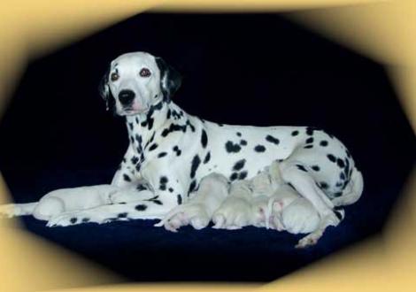 Bilder von unserem M-Wurf