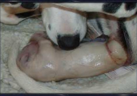 ...fast ganz draußen (Geburt)