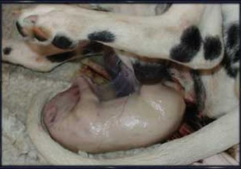 ...endlich geschafft!!! (Geburt)