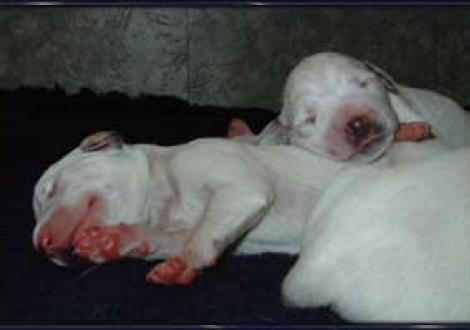 unsere zwei schwarzen Hündinnen (1.Tag)