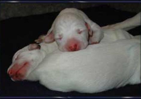 ...kleine Schokoschnutenhündin (1. Tag)