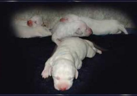 Schoko-Rüde kämpft sich vor!!! (1. Tag)