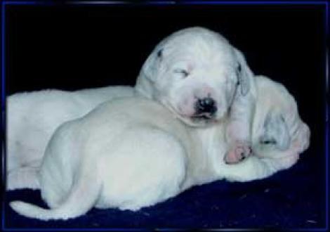 hier unsere Lakritzschnutenbraut (7. Tag)