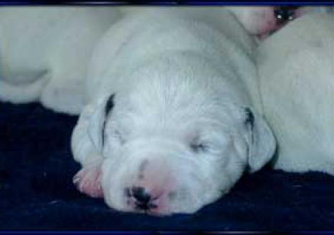 ...hier unsere dritte Püppy! (7.Tag)