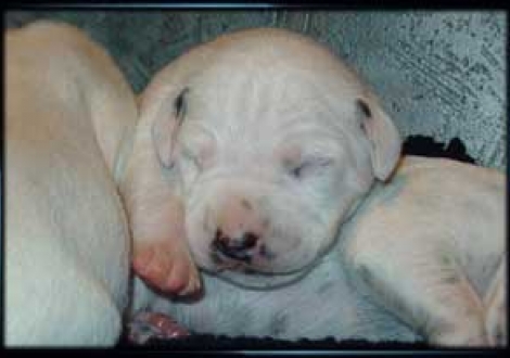 ich bin der Dickste von den Rüden (7. Tag)