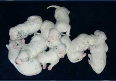 ...und jetzt Querbeet! - alle beieinander