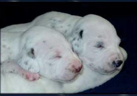 Lady Brown & Lady Black!!!