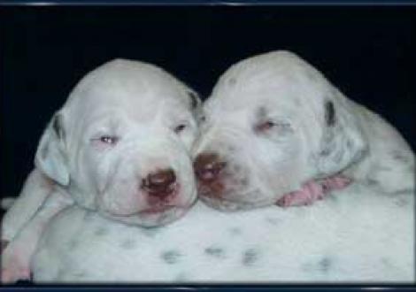 unsere braunen Jungs halten zusammen!