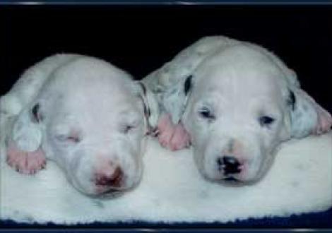 ...wer ist die schönste Lady?