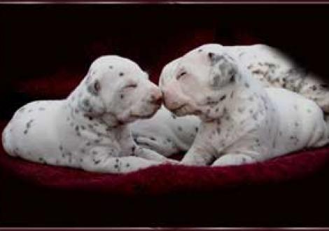 ...ich hab' dich lieb! (Moranah-Mahea & Maycoun)