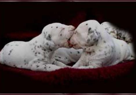 Zungenkußübungen! (Moranah-Mahea & Maycoun)