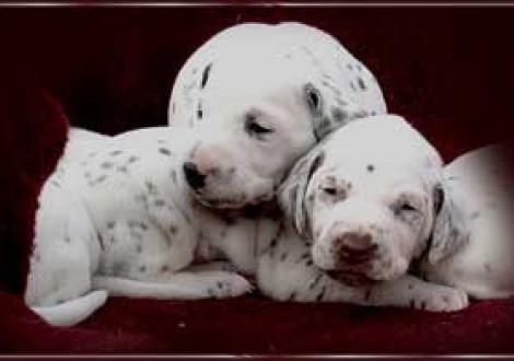 super Kopfstütze! (Hündn-sw & Marlow)