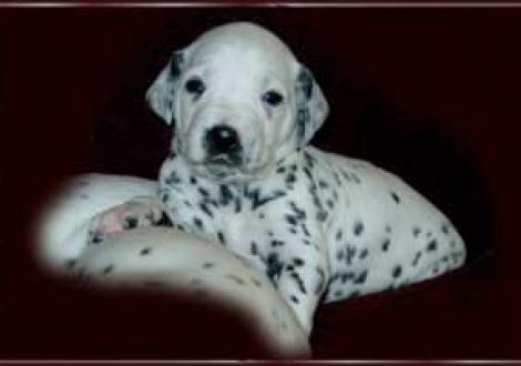 ... bin ich nicht zuckersüß? (Hündin-sw)