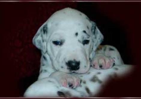 ... ich doch wohl auch!!! (Maceem)