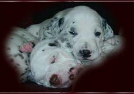 Bruder-Schwesterliebe! (Maycoun & Hündin-sw)