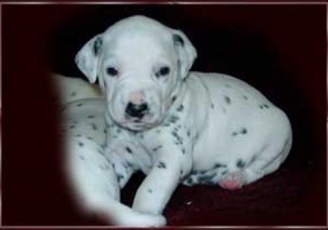 ich bin der stolze Moafez!