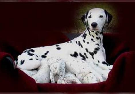 ... mann, bin ich stolz auf meine Rasselbande!