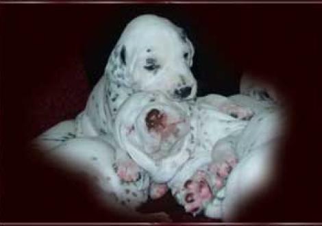 ... der ist zum Anbeißen! (Maycoun & Hündin-sw)