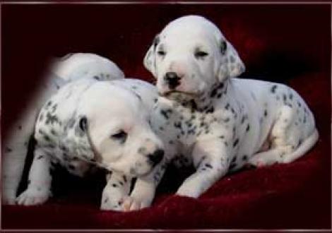 unsere beiden hübschen Black Ladys!