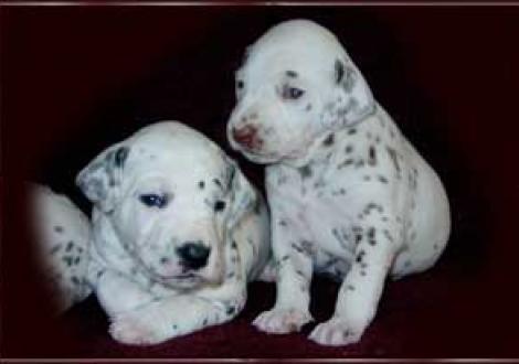 ... immer diese lästigen Fotos! (Maceem & Moranah)