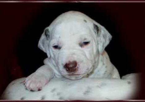 ... ich bin Schokoschnute Maycoun!