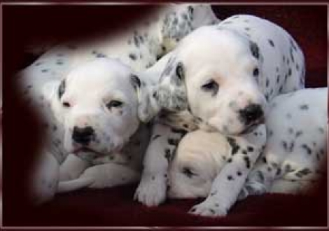 gibt's was Neues? (Moafez & Hündin-sw)