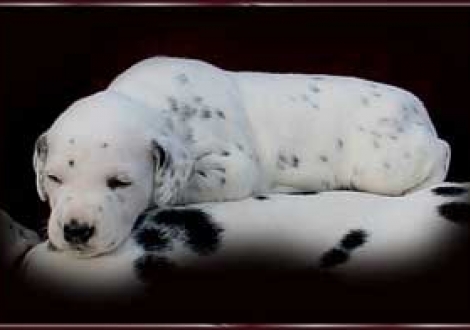 auf Mama schläft's sich am besten! (Montazaar)