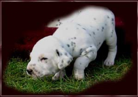 erster mutiger Erkundungsausflug! (Moafez)