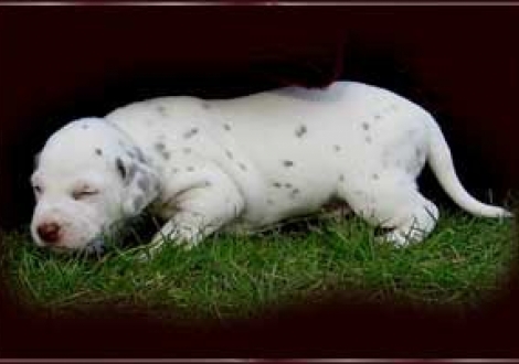 was du kannst, kann ich auch! (Maycoun)