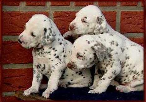 Hündin-sw mit Moranah-Mahea & Marlow