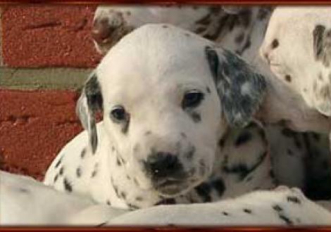 wer ist die Schönste im ganzen Land? (Hd-sw)