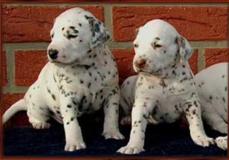 Maceem & Moranah-Mahea